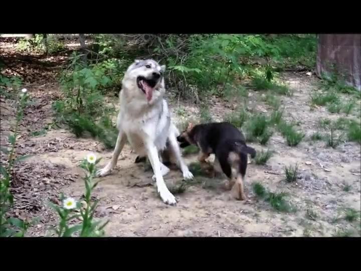 lobo,jugando,pastor aleman