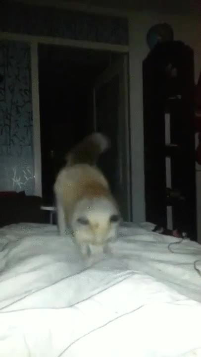 confundir,s&aacute;banas,nieve,saltitos,inmersi&oacute;n