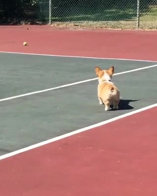 perro,merece,pena,pelota,paso