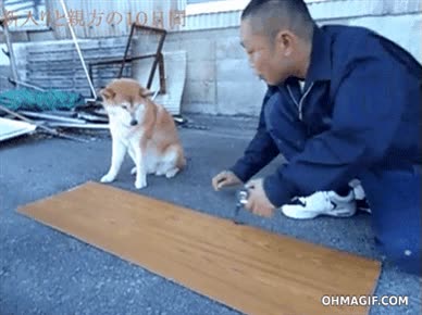 perro,ayuda,tabla,carpintero