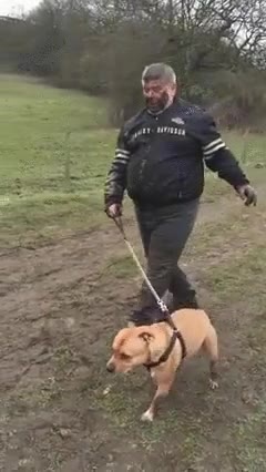 perro,salir,tierra,suelo,mancha