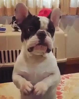 cachorro,pedir,juguete,forma,adorable