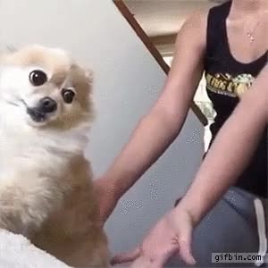 confiar,perro,dejar caer,ca&iacute;da