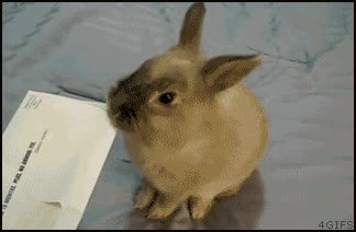 abridor,cartas,adorable,mundo,conejo