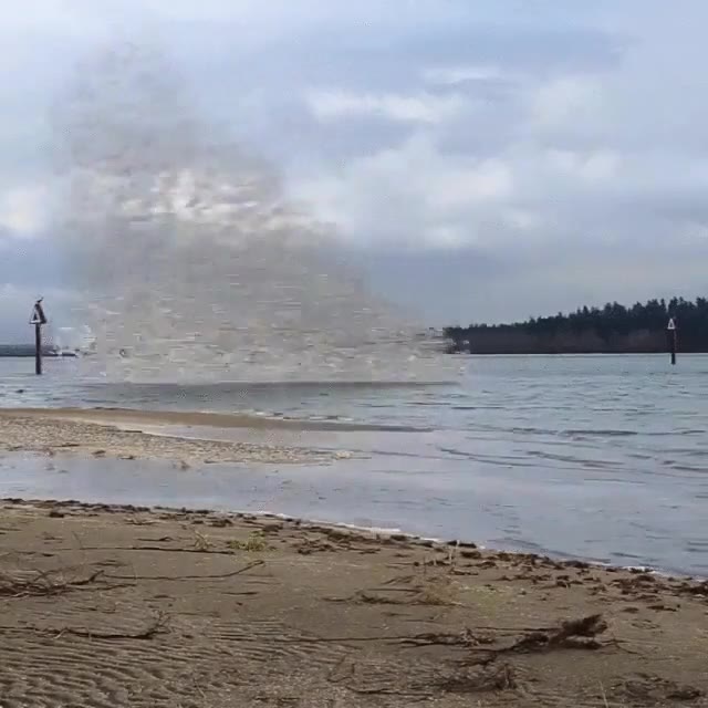 p&aacute;jaros,cambiar,formaci&oacute;n,vuelo