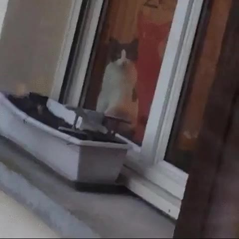 gato,amor,primera vista,ventana