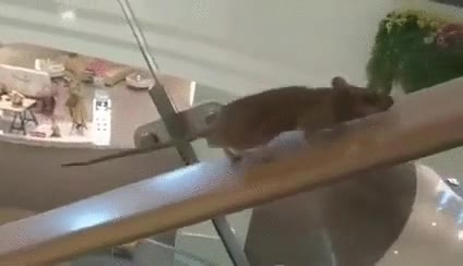 rata,entreno,subir,escaleras,centro comercial