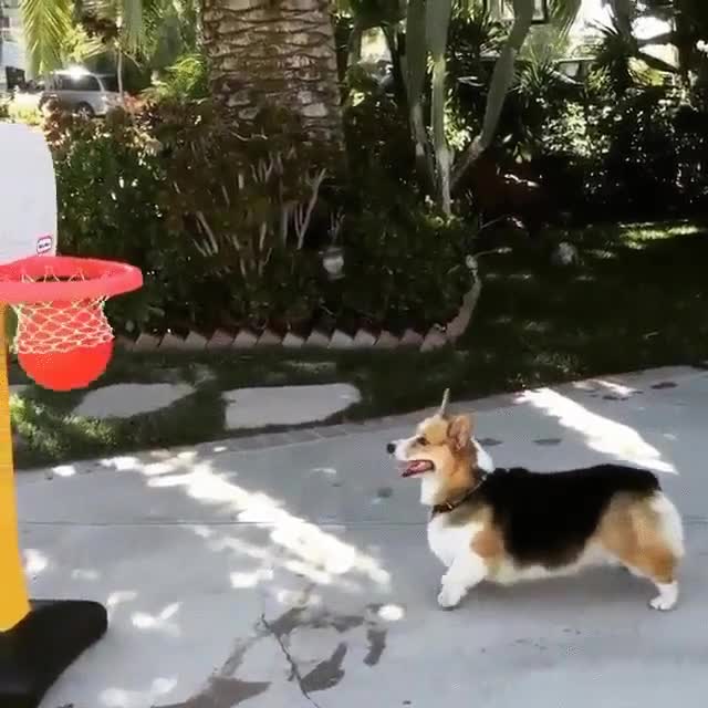 perro,canasta,basket,Stephen Curry