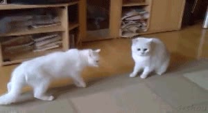 gato,perro,pelea,meterse,mejor amigo