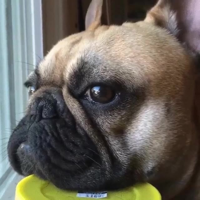 novia,perro,erasmus,esperar,ventana,oreos