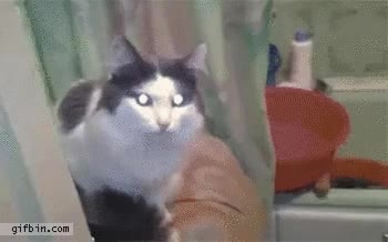 gato,necesitar,intimidad,puerta,lavabo