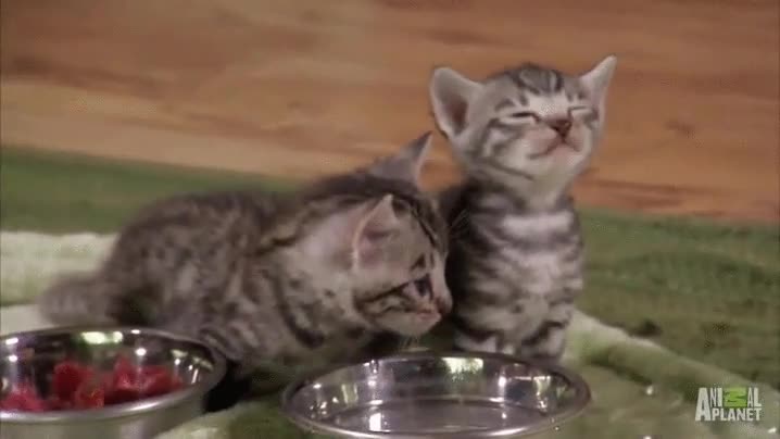 gato,probar,cara,malo,jarabe