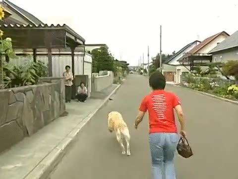 perro,gu&iacute;a,retirado,regresar,amos