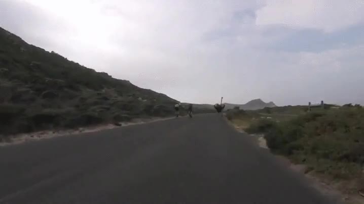 avestruz,perseguir,ciclistas,carretera