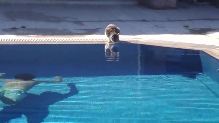 gato,nunca,acercarse,piscina