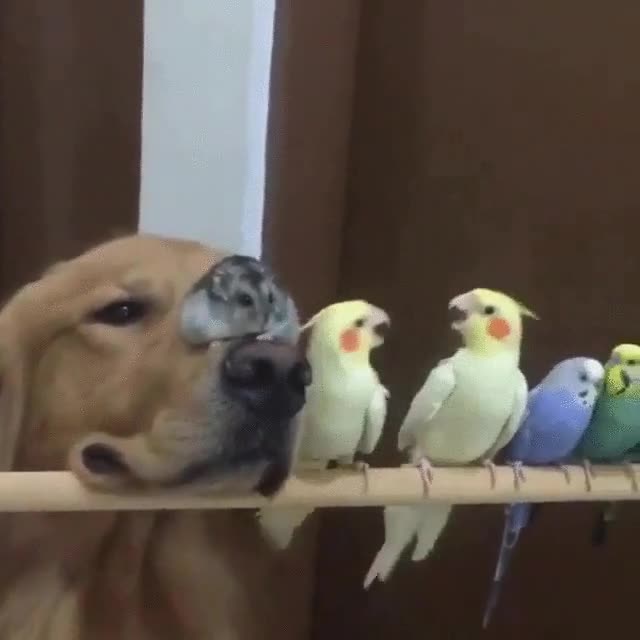 familia,peculiar,perro,hamster,pájaros