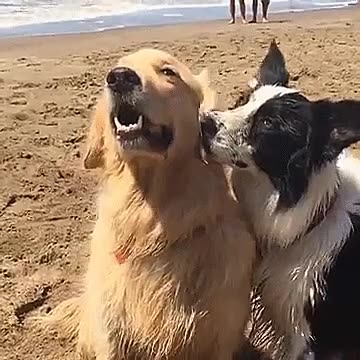 perros,fotog&eacute;nicos,mayor&iacute;a,nosotros