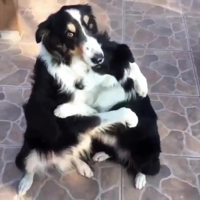 perro,nada,encontrar,otra