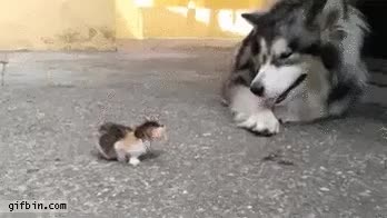 apártate,camino,perro,gato,pasar