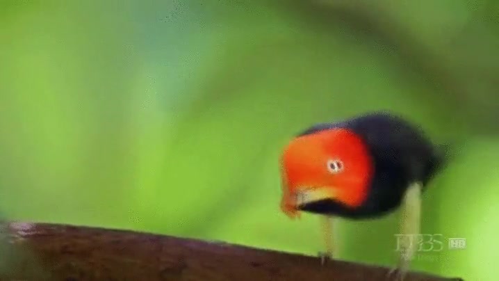 Enlace a Michael Jackson se ha reencarnado en pájaro