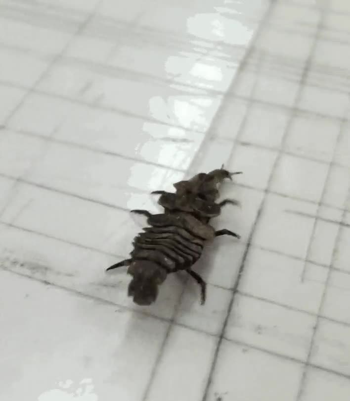 monstruo,insecto,asquete,vivir,planeta