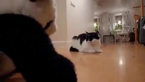 &eacute;pica,batalla,psicol&oacute;gica,gato,panda