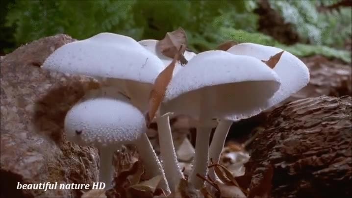 timelapse,crecimiento,setas