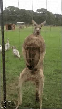 canguro,notar,gimnasio,tetes