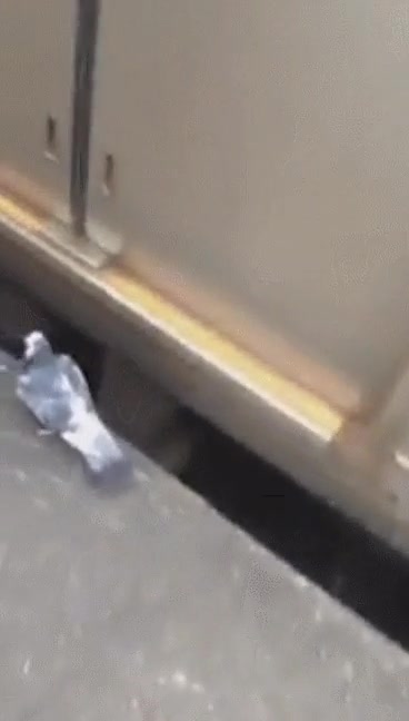 gran ciudad,paloma. acostumbrados,metro