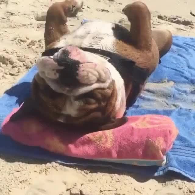 ganas,perro,sol,playa,verano