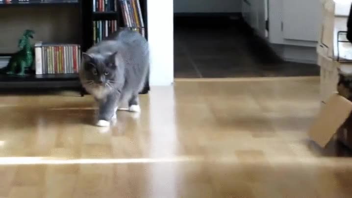 gato,susto,esconder,salto,broma