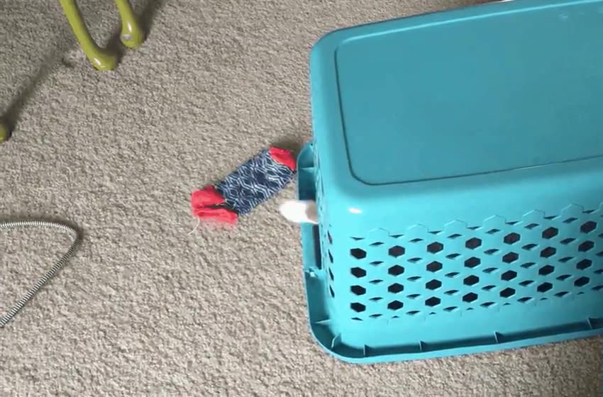 mejor,ayuda,puedes,tener,gato,calcetines,orden