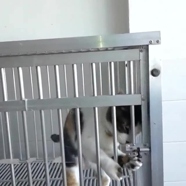 mago,escapista,gato,pestillo,adios