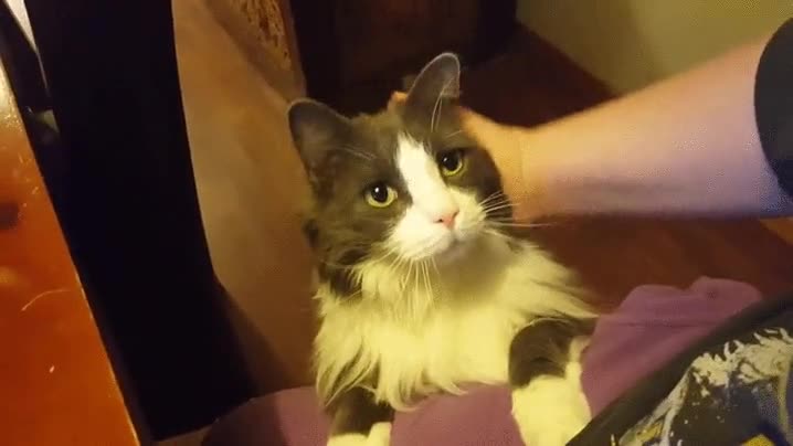 gato,porfa,caricias,mano