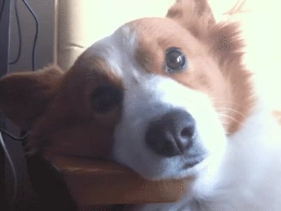 despertar,recordar,examen,perro