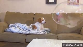 perro,impresionar,sof&aacute;,burbuja,gigante