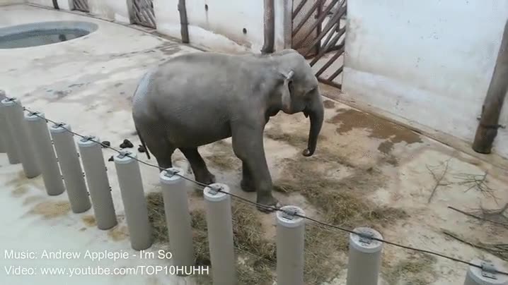 elefantes,ritmo,cuerpo,tendr&aacute;s,nunca,bailar