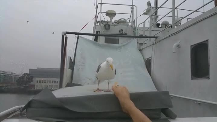 gaviota,patata,llevar,pie,comida
