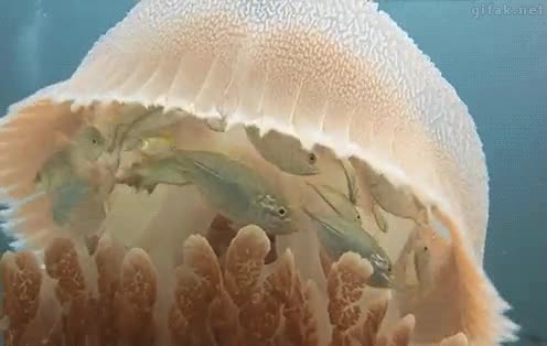 naturaleza,peces,medusa,protecci&oacute;n