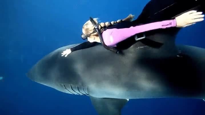 dijo,tibur&oacute;n,persona,amigos