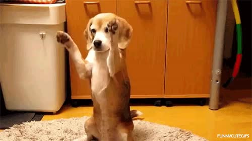 porteros,en forma,iker casillas,perro,pelota