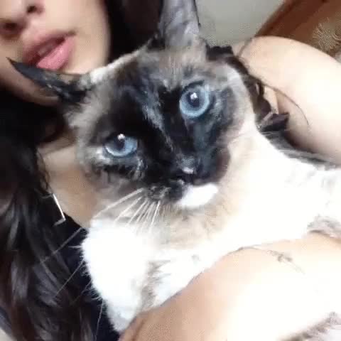 diablos,acabas,decir,gato