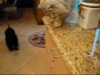 gato,alimentando,hambriento,amigo