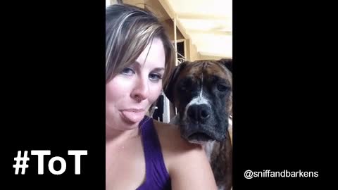 perro,juego,imitar,lengua