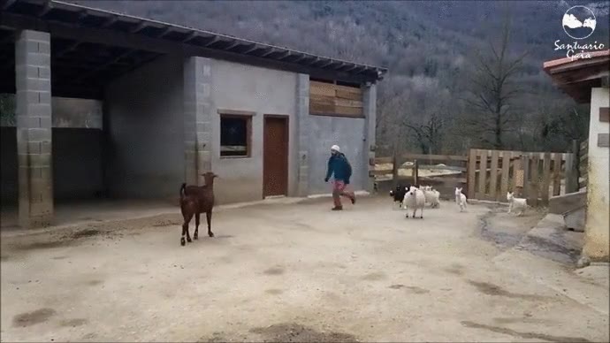 animales,jugar,carrera,persona