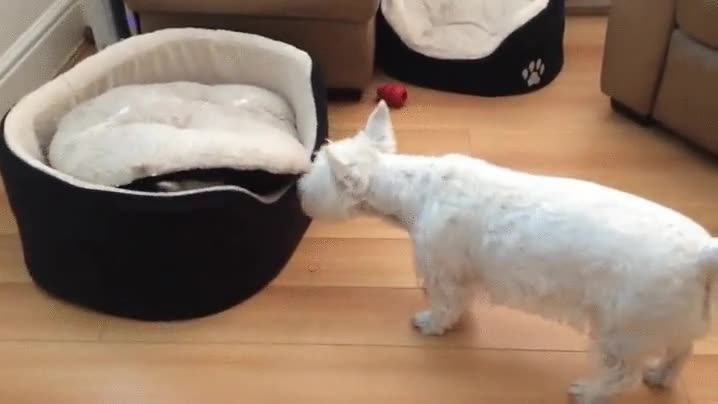 defiendes,cama,perro,dormir,derecho