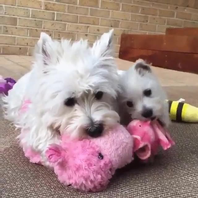 palo,astilla,perro,morder,juguete,padre,hijo