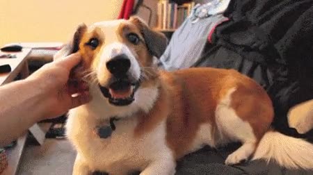 choca,cinco,perro,colega,brofist