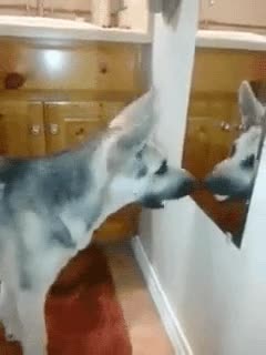 frankie,reflejo,espejo,perro,primera vez