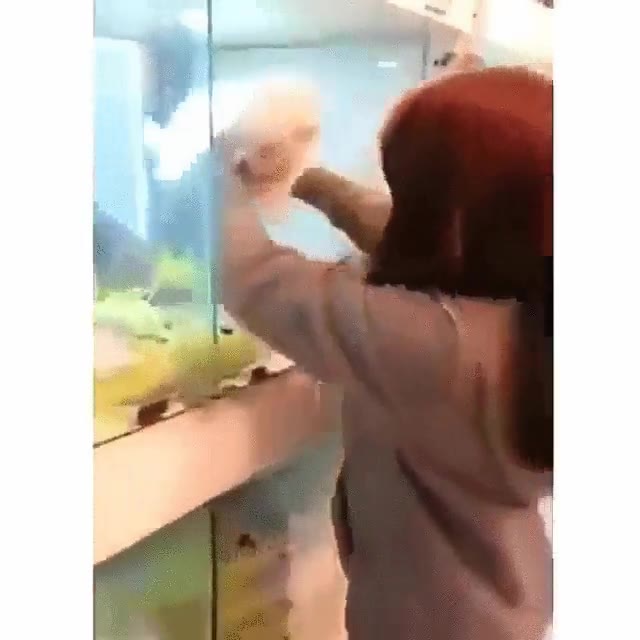 salto,fe,perro,obsesi&oacute;n